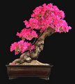 Bougainvillea Glabra Bonsai